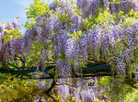 Glicinija - Wisteria floribunda