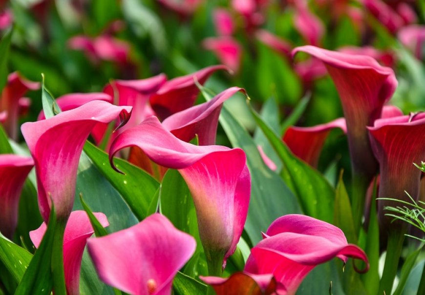 Kala - Zantedeschia sp.