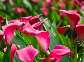 Kala - Zantedeschia sp.