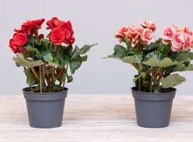 Begonija - Begonia elatior