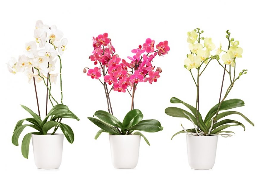 Orhideja - Phalaenopsis