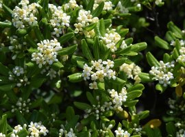Pitospora - Pittosporum tobira