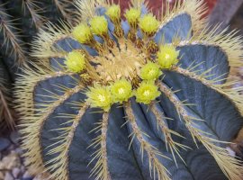 Rod Ferocactus - Ferocactus sp.