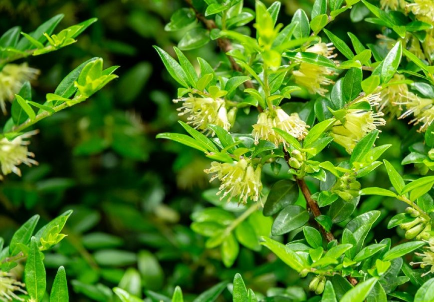 Privet Honeysuckle - Lonicera pileata