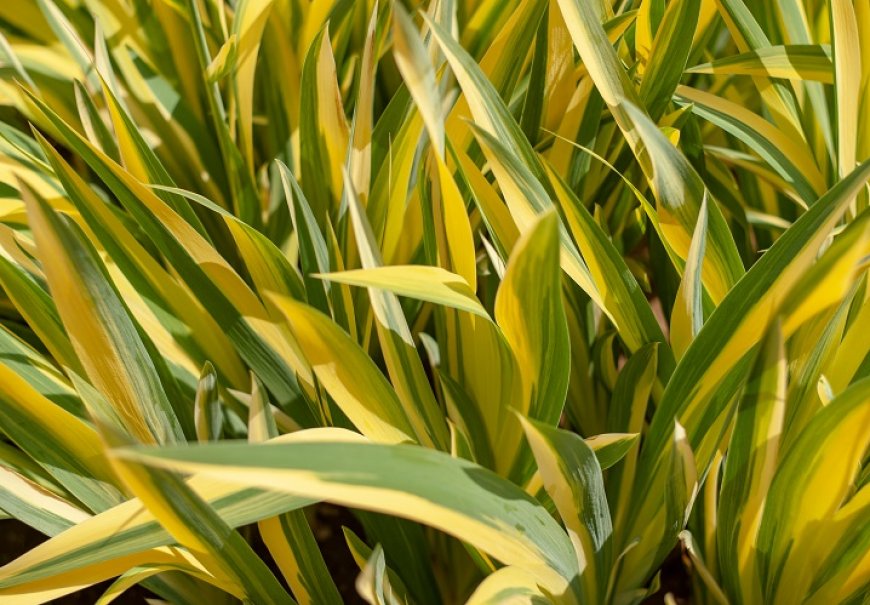 Akorus - Acorus gramineus