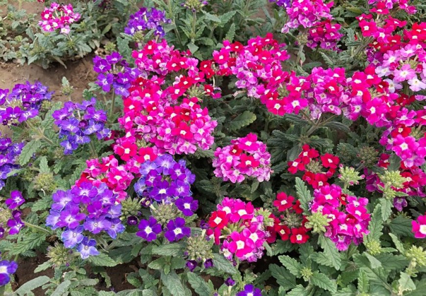 Red Devil Verbena - Verbena peruviana