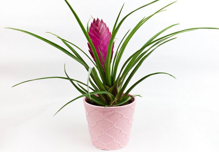 Tilandsija - Tillandsia cyanea