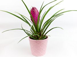 Tilandsija - Tillandsia cyanea