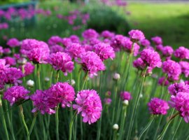Babosvilka obalna - Armeria maritima