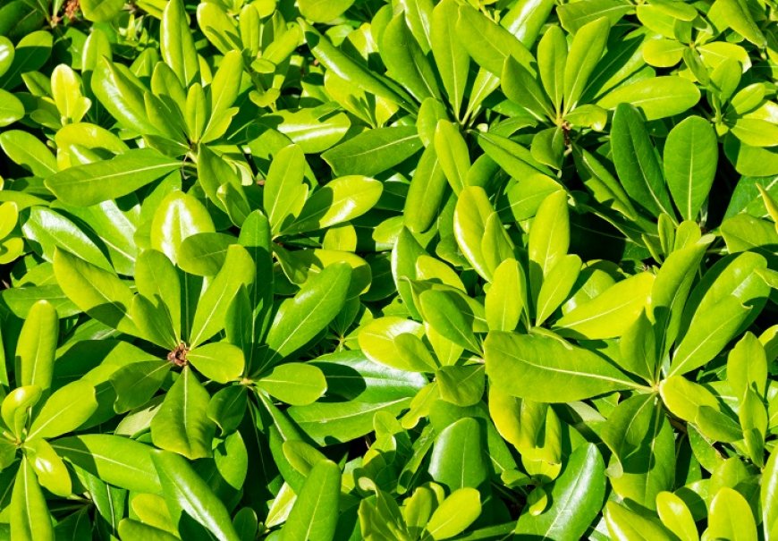 Pitosporum mali - Pittosporum tobira 'Nanum'