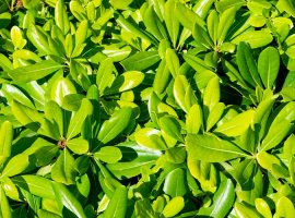 Pitosporum mali - Pittosporum tobira 'Nanum'