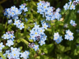 Potočnica - Myosotis palustris