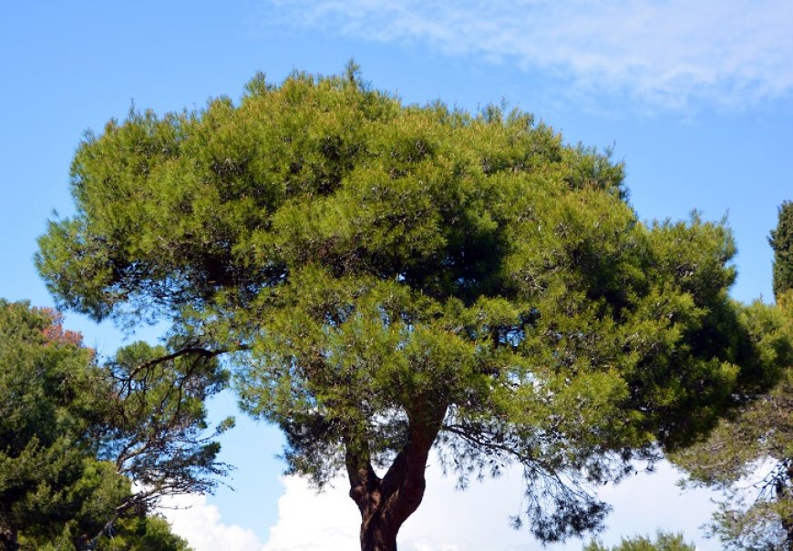 Bijeli bor - Pinus halepensis