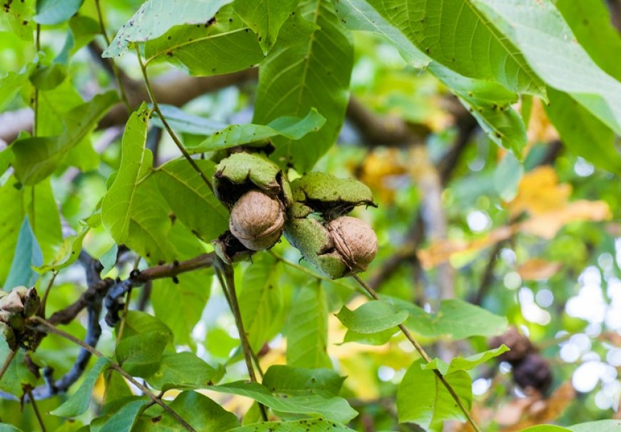 Orah - Juglans regia