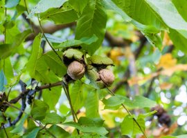 Orah - Juglans regia