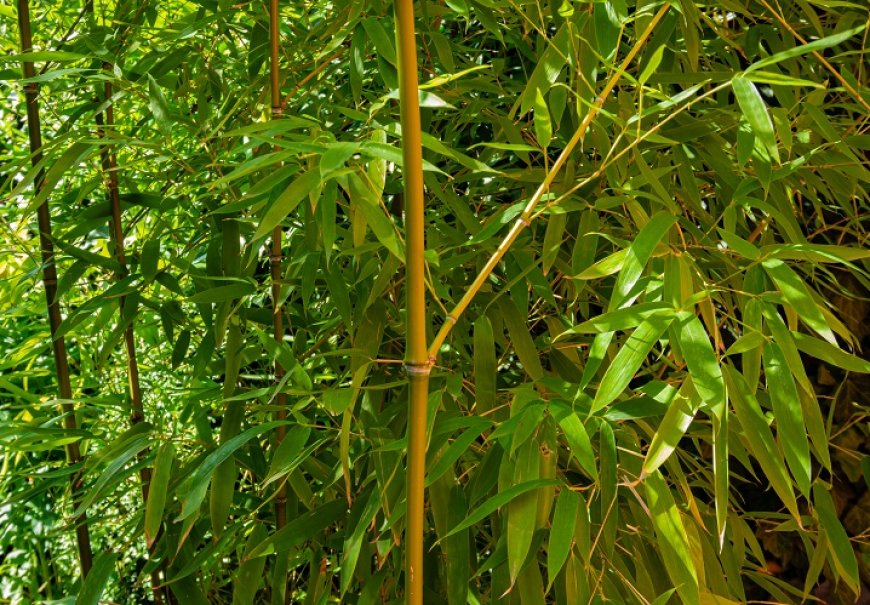 Bambus zlatni - Phyllostachys aurea