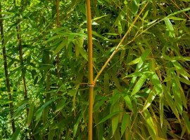 Bambus zlatni - Phyllostachys aurea