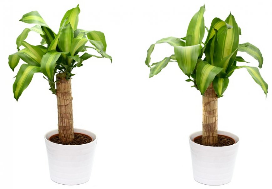 Mirisni zmajevac - Dracaena fragrans