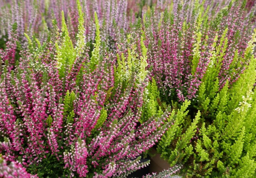 Vrijes - Calluna vulgaris