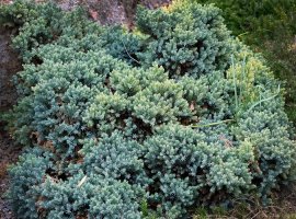 Borovica - Juniperus squamata 'Blue carpet'