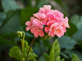 Geraniums - Pelargonium zonale