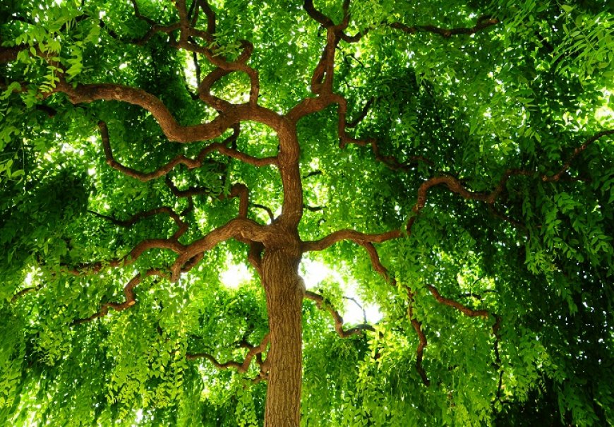 Japanska sofora - Sophora japonica