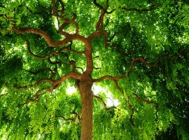 Japanska sofora - Sophora japonica