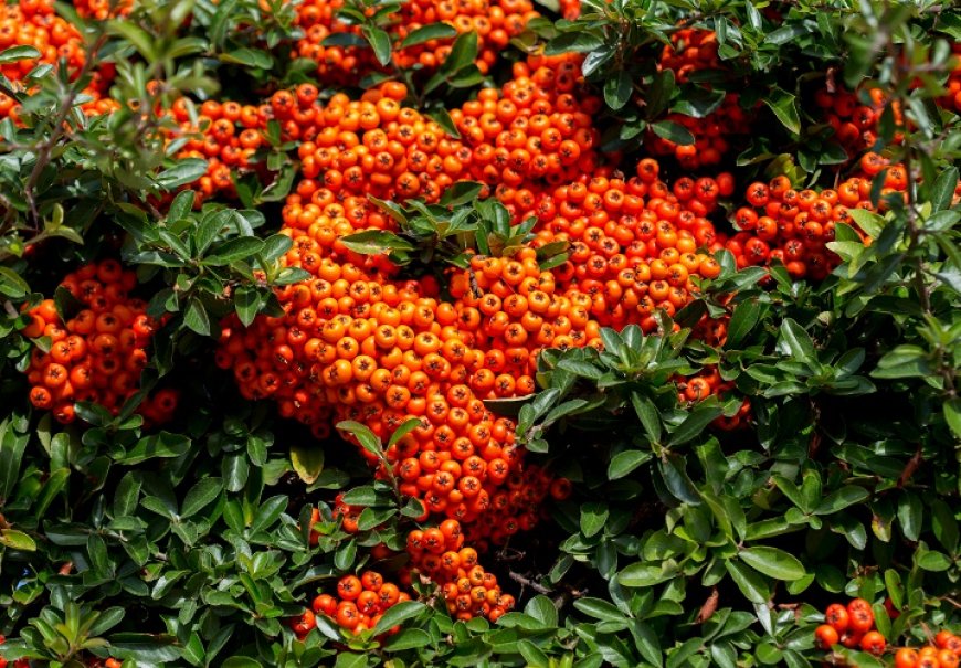 Firethorn - Pyracantha coccinea 