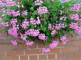 Ivy geraniums - Pelargonium peltatum 