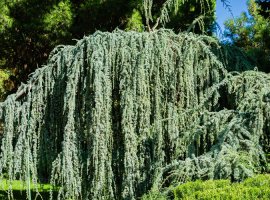 Atlanski cedar - Cedrus atlantica