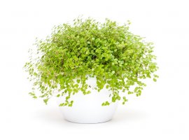 Soleirolija - Soleirolia soleirolii