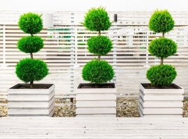 Leylandii - Cupressocyparis leylandii