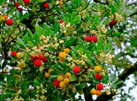 Planika - Arbutus unedo