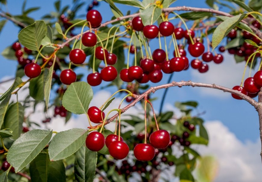 Višnja - Prunus cerasus