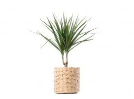 Obrubljeni zmajevac - Dracaena marginata