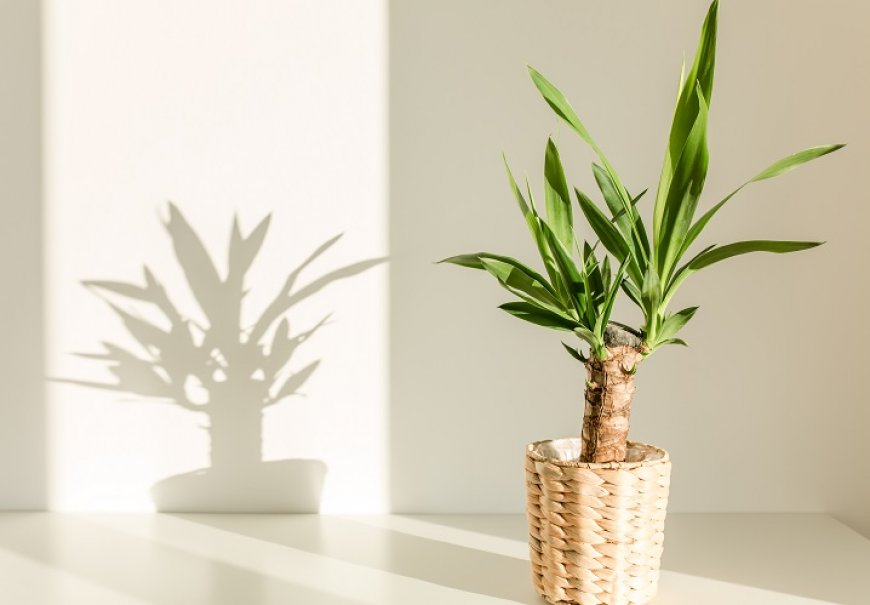 Juka, Ljiljan palma - Yucca elephantipes
