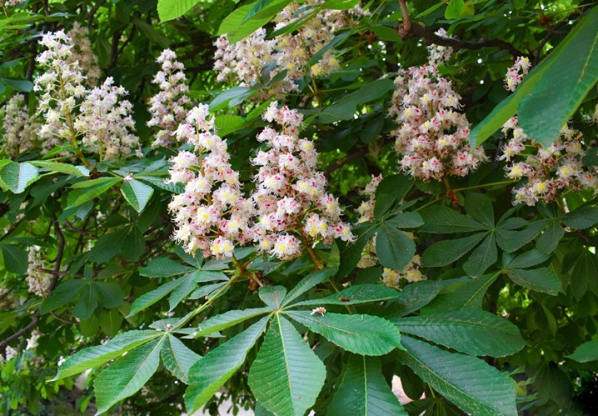 Divlji kesten - Aesculus hippocastanum