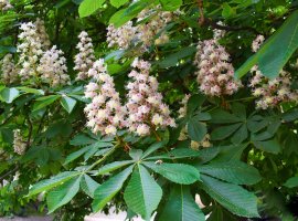 Divlji kesten - Aesculus hippocastanum