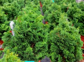 Pačempres - Chamaecyparis obtusa 'Nana Gracilis'