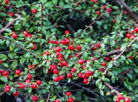 Dujnarica - Cotoneaster dammeri radicans