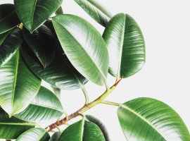 Fikus - Ficus elastica