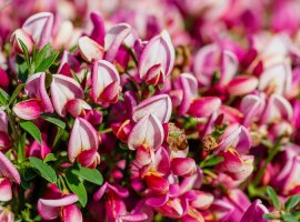Common Broom - Cytisus x praecox 