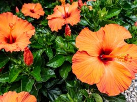 Sobni hibiscus - Hibiscus rosa sinensis