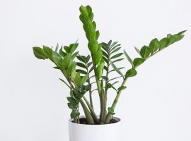  Zanzibar Gem - Zamioculcas zamiifolia