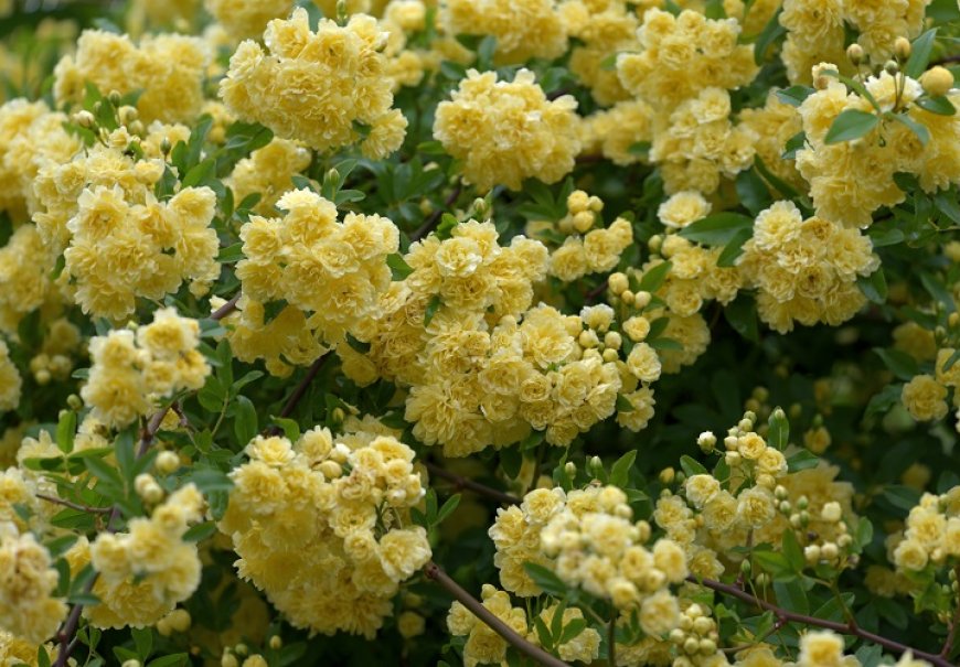 Banksova ruža - Rosa banksiae Lutea