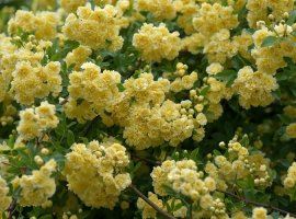 Lady Banks Rose - Rosa banksiae Lutea