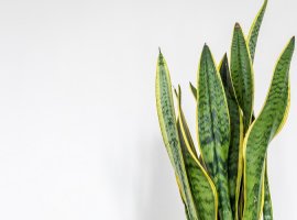 Sansevjeria, Svekrvin jezik - Sanseveria trifasciata