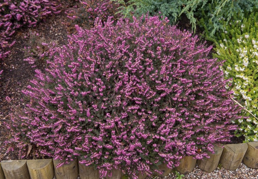 Crnjuša - Erica x darleyensis