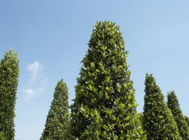 Bay laurel - Laurus nobilis