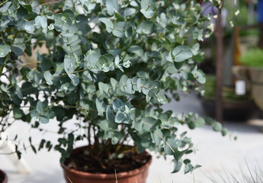 Eukaliptus - Eucalyptus gunnii